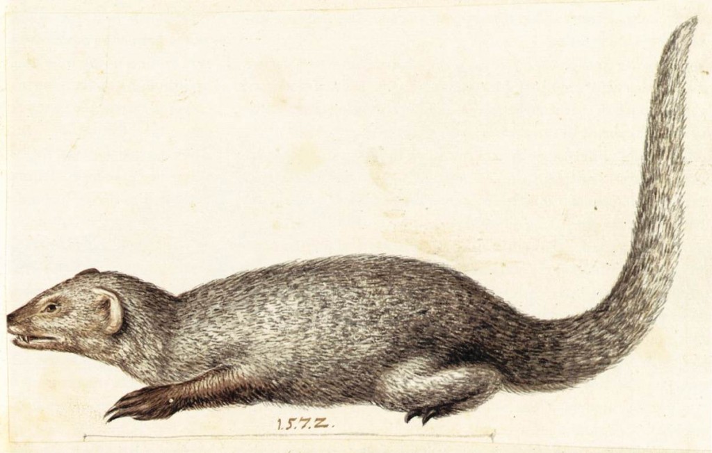 ARCIMBOLDO, Giuseppe Study of an Indian Mongoose 1572 Watercolour and gouache Österreichische Nationalbibliothek, Vienna