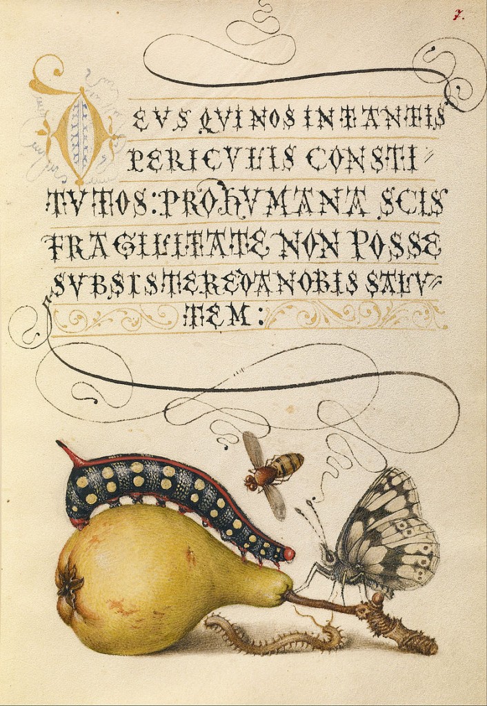 Joris Hefnagel, Mira calligraphiae monumenta (Flemish / Hungarian, 1542 - 1600) source : wikimedia commons