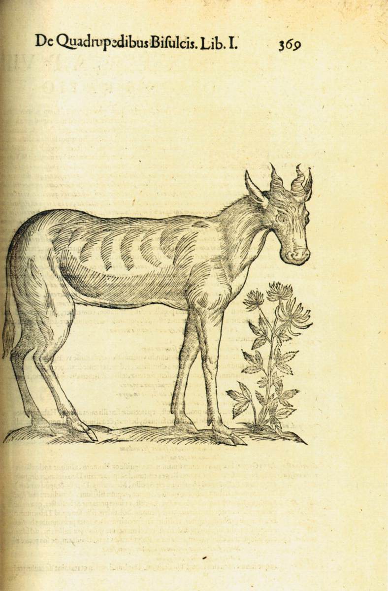 Ulisse ALDROVANDI, Red Hartebeest, gravure sur bois, Biblioteca, University of Bologna, Bologna (source : wga)