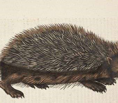 Colloque international en ligne - Un écrivain facétieux au Parlement de Bretagne :  Noël du Fail,   seigneur de La Hérissaye, 1520-2020