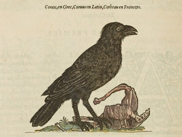 Gravure mise en couleurs extraite de l’ouvrage de Pierre Belon, L’Histoire de la nature des oyseaux, Paris, G. Cavellat, 1555 (Source : Gallica)